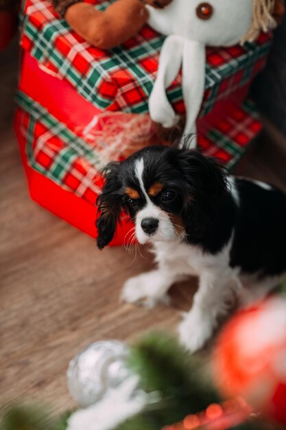 写真 ペット犬の品種 - スパニエル