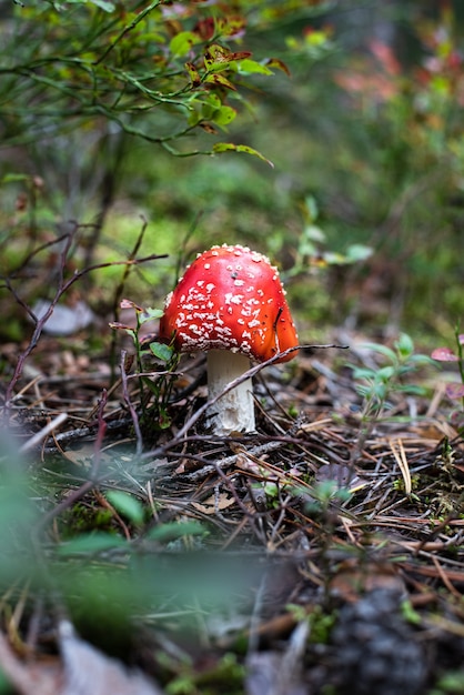 사진 밝은 빨간색 파리 agaric는 숲에서 자랍니다. 측면 보기