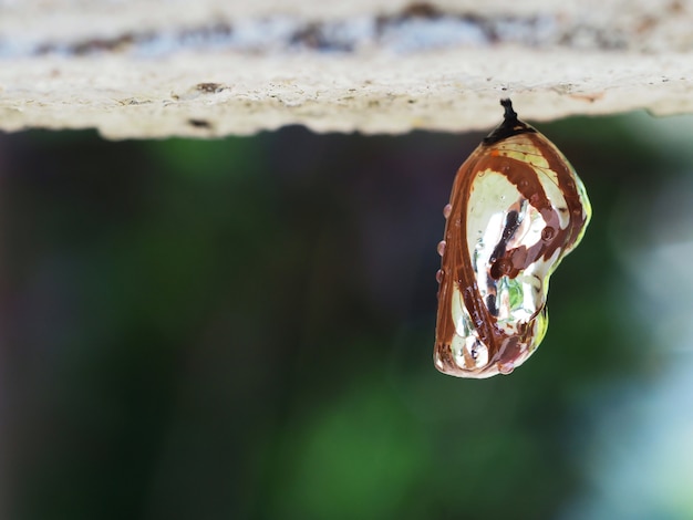 写真 茶色く輝く蛹