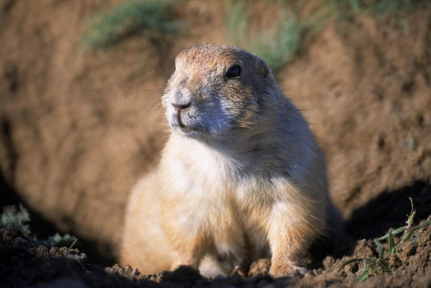 写真 頭に白い斑点がある茶色の動物