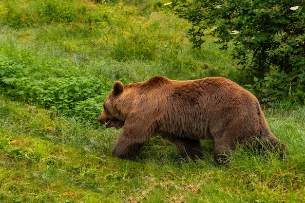 写真 フランスのピレネー山脈のボルセ市の公園にいるヒグマ