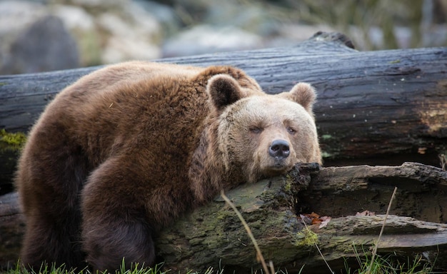 写真 動物園の木にヒグマが横たわっている