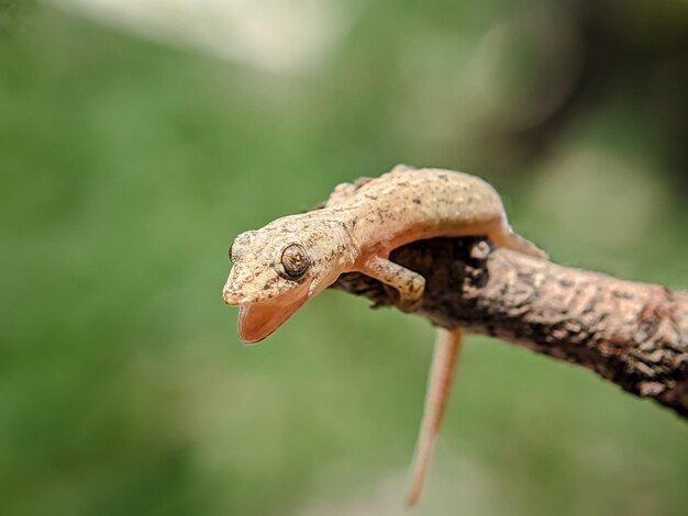 写真 木の枝の上にある茶色のトカゲ