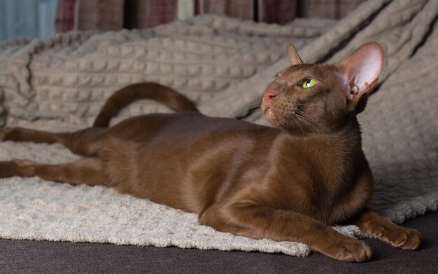 写真 茶色の東洋の猫がソファに優雅に座っている