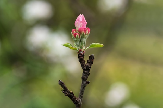 写真 ピンクのりんごの木のつぼみが芽吹き始めています。