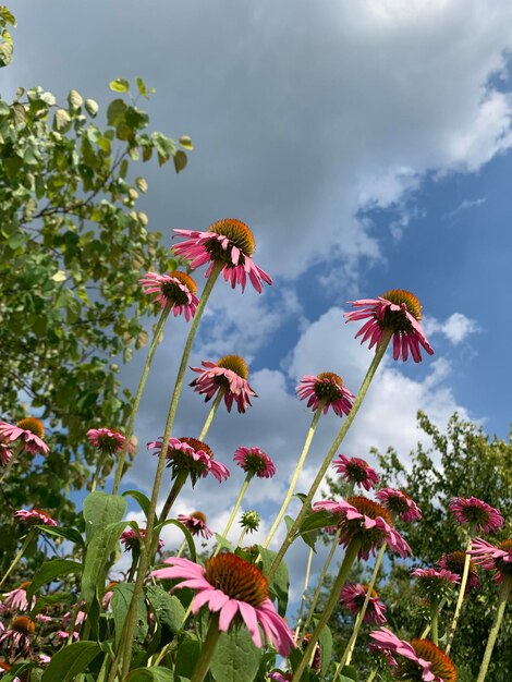 写真 野原にある花の束