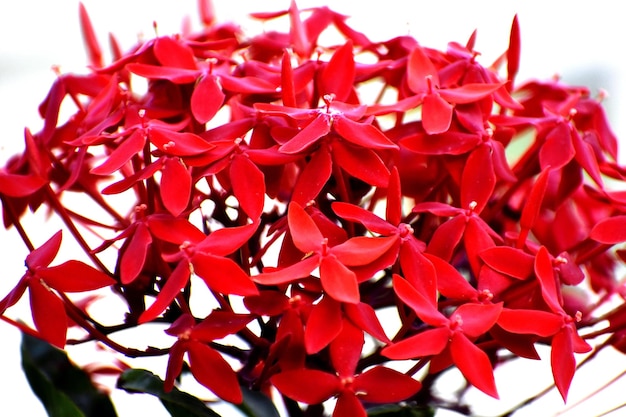 写真 新鮮 な 赤い 花 の 束