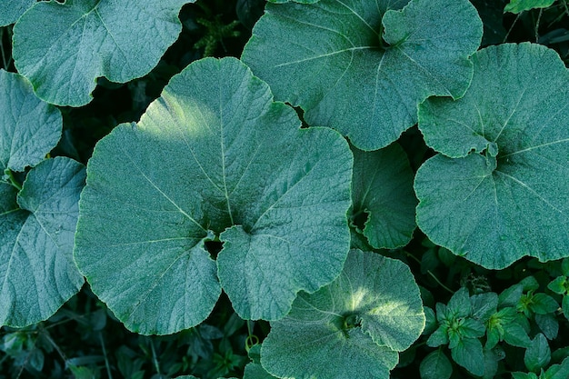 Фото Куча зеленых листьев с росой на них листья близки друг к другу