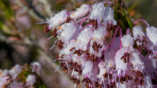 写真 滴で覆われたピンクの花の束