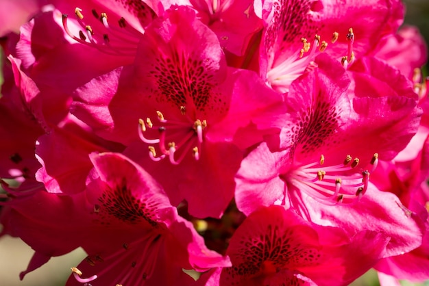 写真 シャクナゲと書かれたピンクの花の束