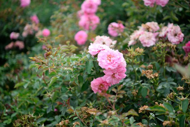 写真 ピンクのバラの花束が庭にあります。