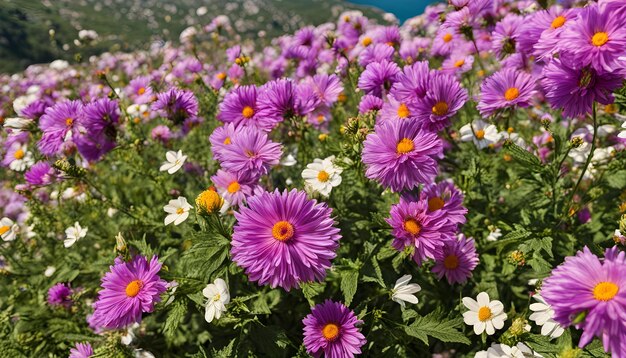 写真 黄色と白の花を持つ紫の花の束