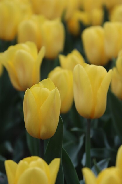 写真 花束の中の黄色いチューリップの束