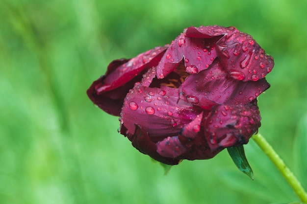 Фото Бордовый пион с каплями дождя на лепестках на фоне размытых листьев