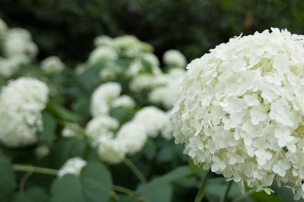 写真 アジサイの美しい花の背景の茂み