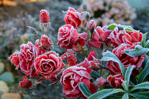 写真 白い霧氷で覆われた赤いバラが咲く茂み