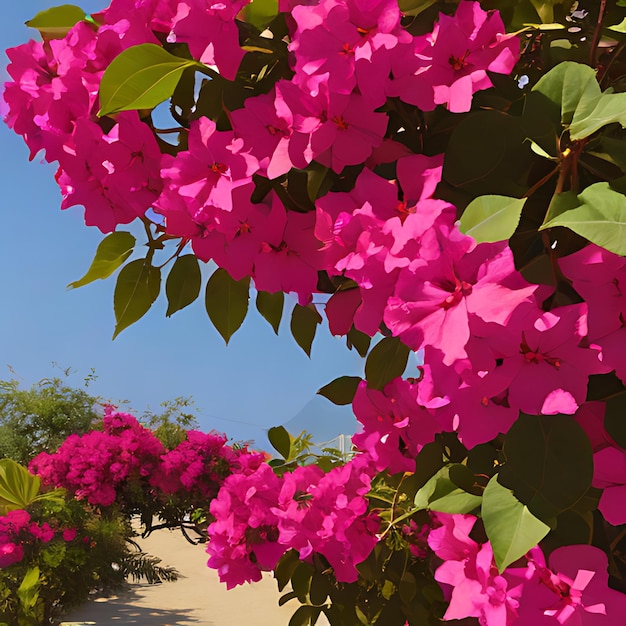 Фото Куст с розовыми цветами, которые говорят бугенвилья