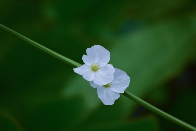 写真 蝶が花の上を飛んでいる