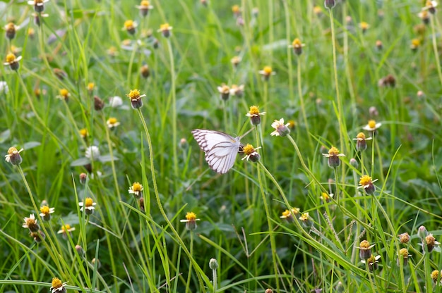 사진 멕시코의 <unk>꽃 (tridax procumbens) 에 있는 나비. <unk>에서 작은 노란색 꽃이 선택된 초점입니다.