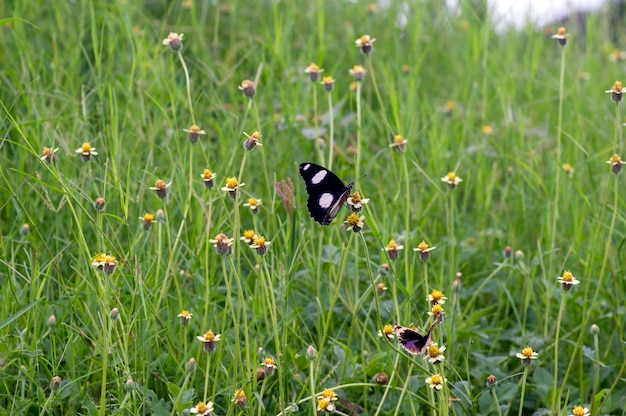 Фото Бабочка на мексиканской маргаритке tridax procumbens l крошечные желтые цветы на луге выбранный фокус