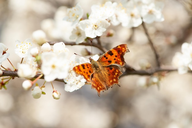 写真 花の咲く木の枝に蝶が座っている