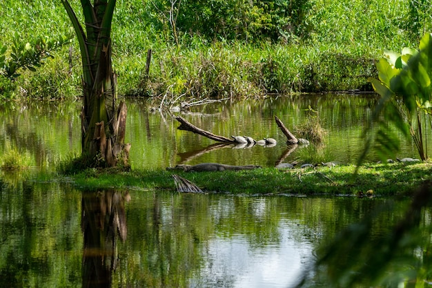 写真 エクアドル、アマゾニア、ラグーンのほとりにいるカイマン