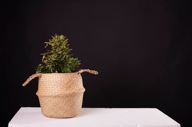 写真 黒の背景を持つ大麻植物