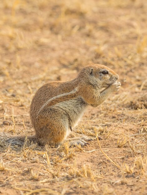 写真 岬のジリスの餌やり