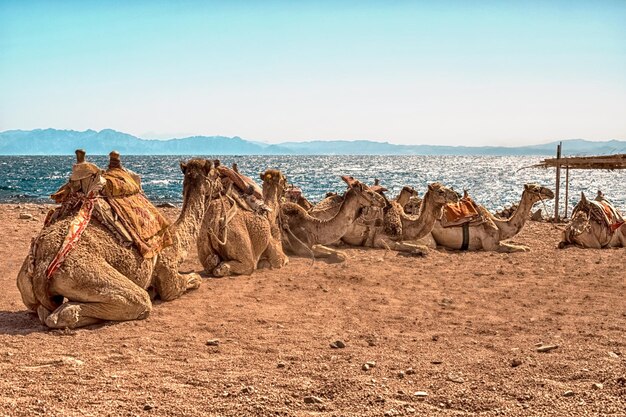 写真 ラクダ の カラバン は,赤海 と 高い 山 を 背景 に し て 砂漠 で 休み ます