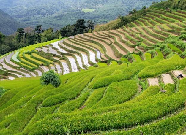 a_cascading_series_of_terraced_rice_fields_showcasing_the_harmony_between_nature