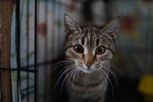 写真 シェルターにいる猫