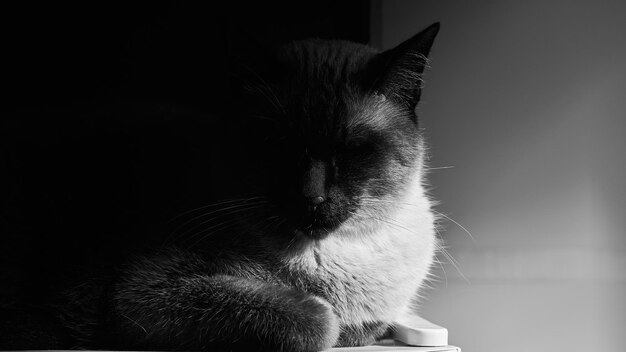 Фото Кошка в тени окна в черно-белом
