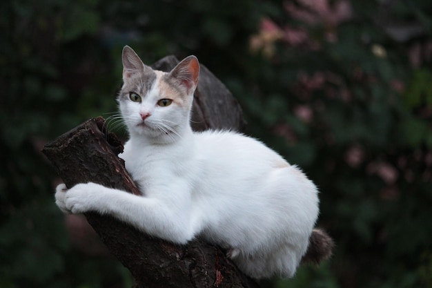 사진 고양이 한 마리가 나뭇가지에 앉아 있고 머리는 카메라를 바라보고 있습니다.