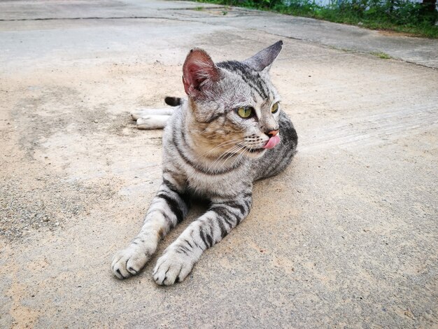 写真 道路に猫がいる