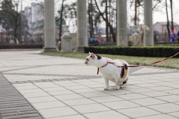 Фото Кошка на поводке гуляет по парку.