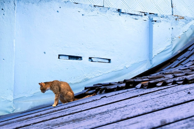 写真 住人の家の屋上にある猫