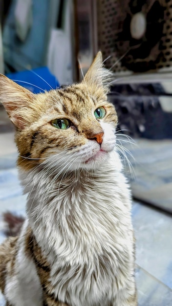 写真 緑の目をした猫が青い敷物の上に座っています。