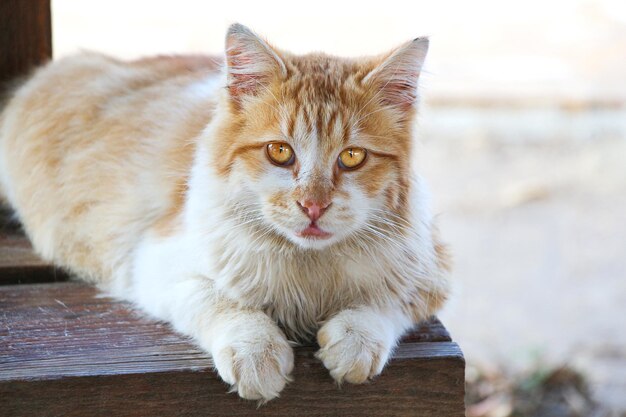 写真 黄色い目をした猫が木のベンチに横たわっています。