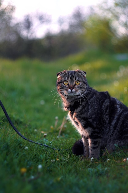 写真 黄色い目をした猫が草の中に座っています。