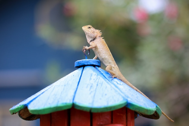 写真 ポールに立っているカメレオン