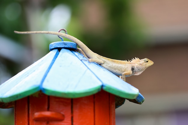 写真 ポールに立っているカメレオン