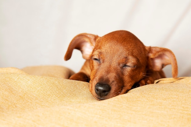 写真 魅力的な子犬が快適な状態で眠る