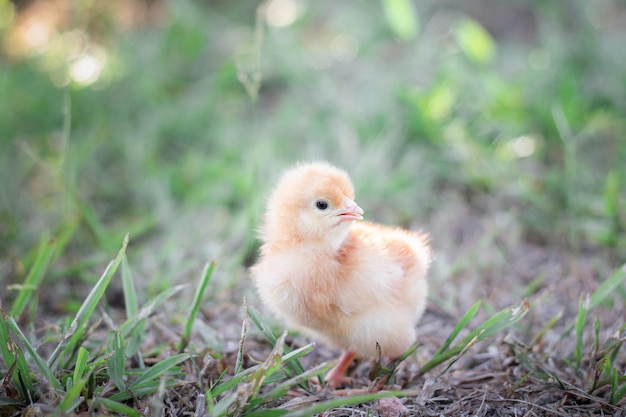 写真 庭のニワトリの赤ちゃん