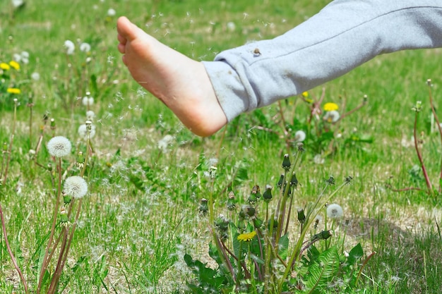 子供が緑の野原で遊んで、緑の野原に散らばっている足の種でタンポポを倒します