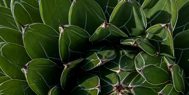 写真 サボテン植物のクローズ アップ