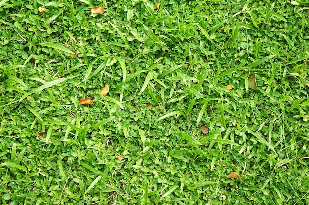 사진 그것에 잎이 있는 녹색 잔디의 클로즈업