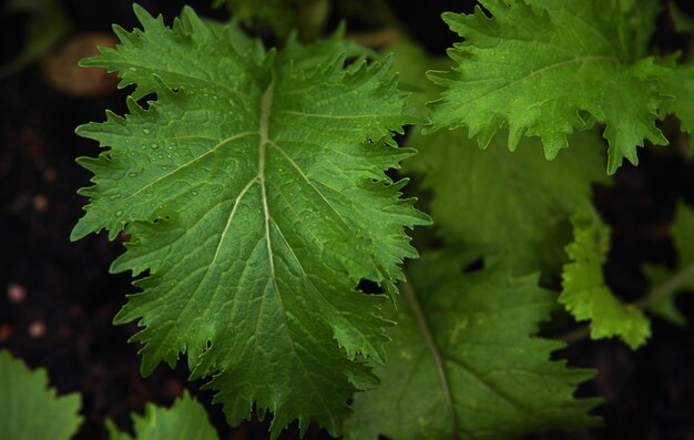 写真 植物の緑の葉のクローズ アップ