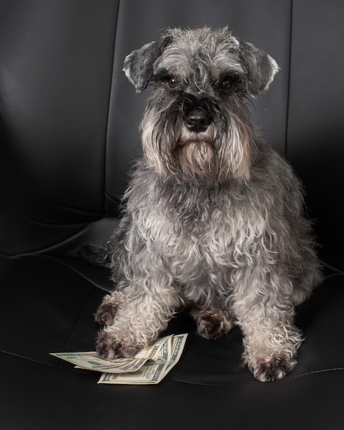 Фото Крупный план миниатюрной собаки шнауцера сидит в офисном кресле и держит под лапой стодолларовые купюры. может использоваться как иллюстрация бизнес-концепции.