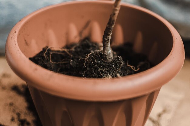 写真 単語の木が付いている鉢植えの植物の接写