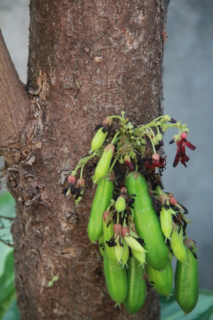 사진 꽃이 있는 나무 줄기의 클로즈업